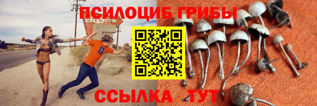 Северобайкальск  Псилоцибиновые грибы Psilocybine cubensis  Вход с VPN 